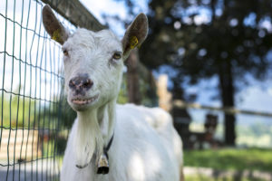 Schmiderer-Vorderkasbichl-Tiere-1_1024x683