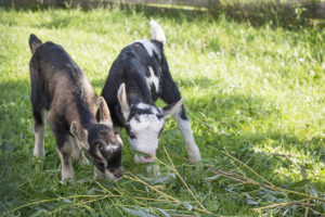 Schmiderer-Vorderkasbichl-Tiere-2_1024x683