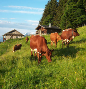 schmiderer-vorderkasbichl-Landwirtschaft-Hautnah