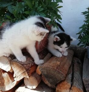 Katzen zugesch